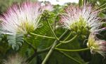 Albizia julibrissin (Silk Tree Flowers)