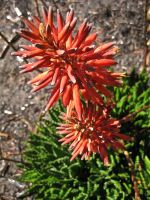 Aloe Flower Stalk