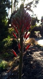 Aloe Flower Stalk