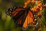 Monarch on Milkweed