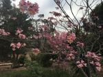 Tabebuia (Pau d'Arco) Blooms