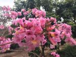 Tabebuia (Pau d'Arco) Blooms