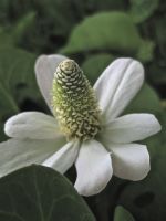 Yerba mansa - flower