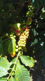 Coffee arabica (Coffee Bean)