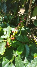 Coffee arabica (Coffee Bean)