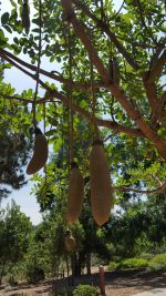 Kigelia africana (African Sausage Tree)