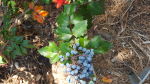 Mahonia aquifolium (Oregon Grape) Berries