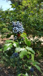 Mahonia aquifolium (Oregon Grape) Berries