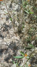 Asclepias tuberosa (Milkweed "Snow")