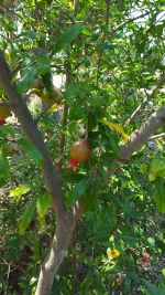 Punica granatum (Pomegranate)