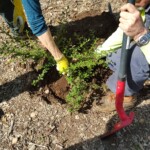Volunteers Moving a Ceanothus Volunteers Moving a Ceanothus