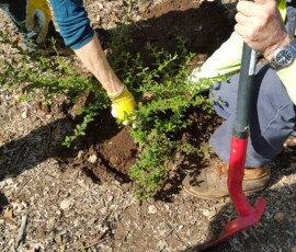Volunteers Moving a Ceanothus Volunteers Moving a Ceanothus